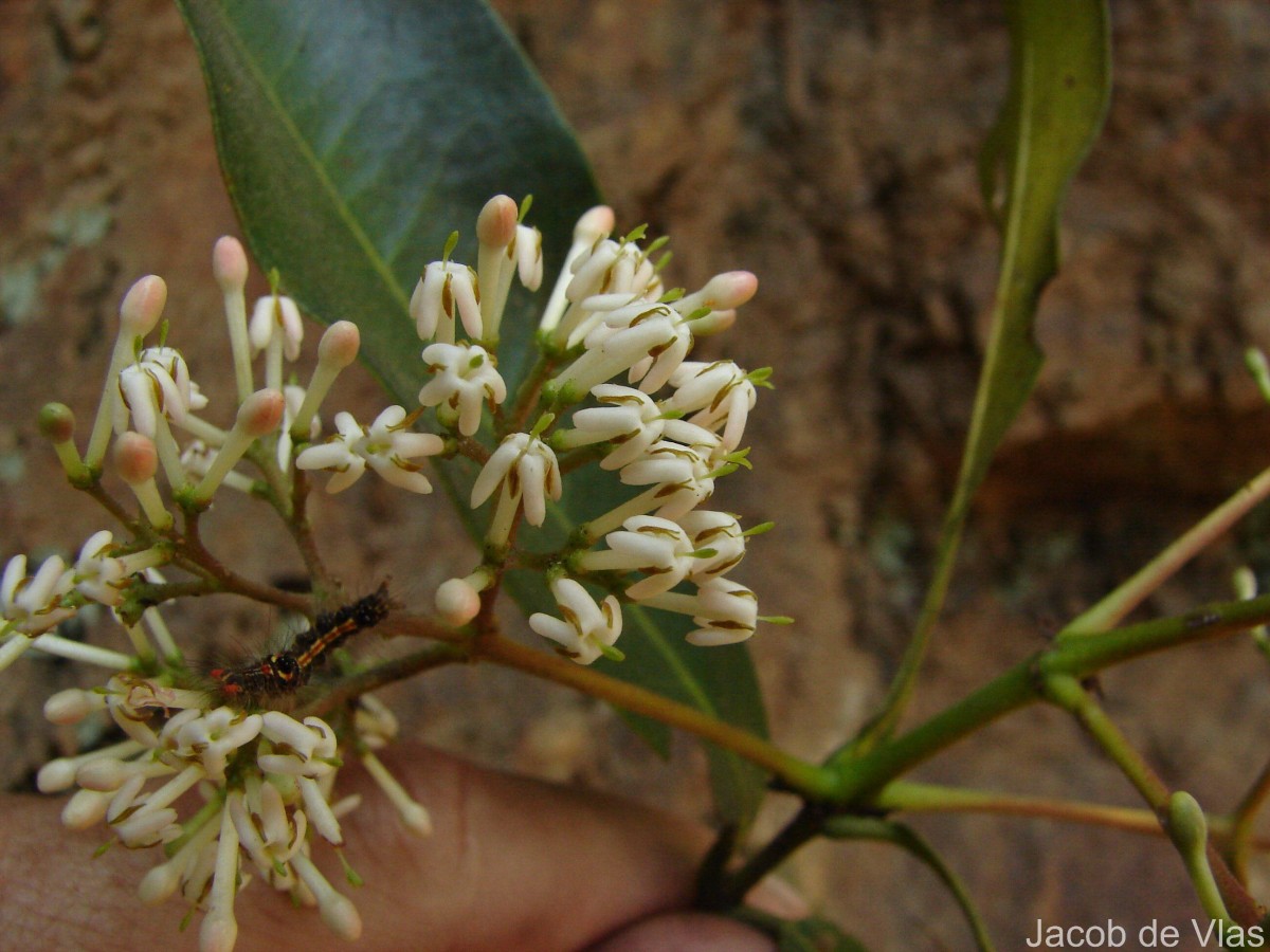Ixora pavetta Andrews